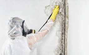 Belleair, FL Mold Removal Services Company